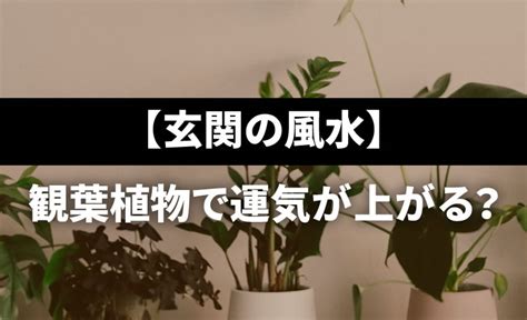 魚風水|【風水】運気が上がる魚の種類は？水槽の置き場所のおすすめも。